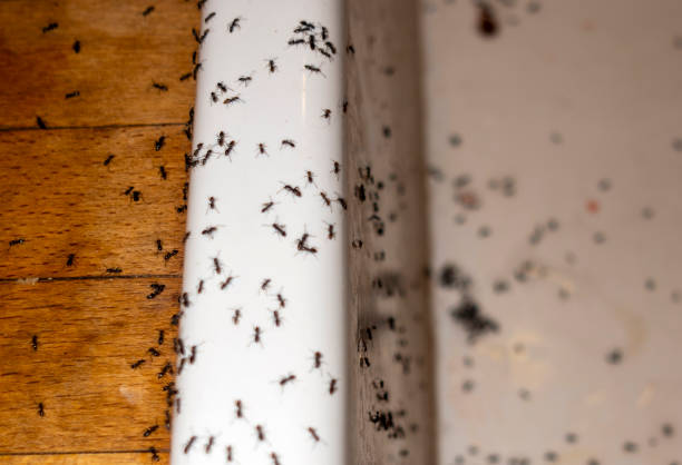 Best Exterminator Services  in Tuolumne City, CA