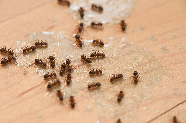 Best Ant Control Services  in Tuolumne City, CA