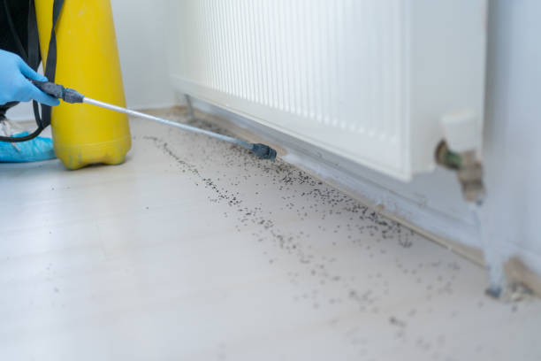 Best Flea Control Services  in Tuolumne City, CA