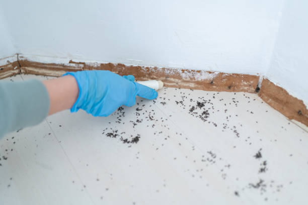 Best Mosquito Control Services  in Tuolumne City, CA